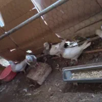 کبوتر|پرنده|اشکذر, |دیوار