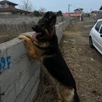 سگ ژرمن شولاین  دوساله نیم  نر