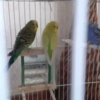 مرغ عشق‌وپروانه‌ای جفت معاوضه باعروس هلندی وکوتوله