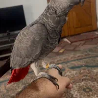 کاسکو رام و سخنگو بالغ