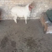 گوسفند نر سالم وسرحال درابوحمیظه