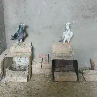جفت سوسکی