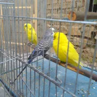 ۳مرغ عشق|پرنده|مریوان, |دیوار