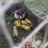 جوجه اردک اسراییلی