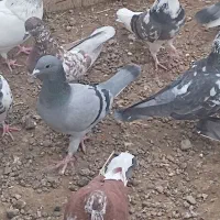 دوبر ماده|پرنده|اردبیل, |دیوار