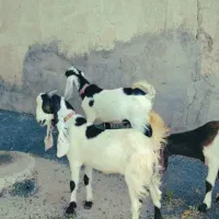 ۶عدد بزغاله پاکستانی اصیل