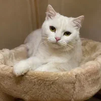 واگذاری گربه اسکاتیش ماده