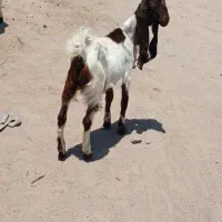 کهره ماده پتیری نژاد سه قلو زا
