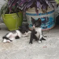 واگذارمیشه