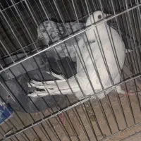 ۶عدد کبوتر پرشی عطیقه