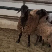 بره نره همو