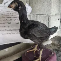 دو عدد جوجه مرغ لاری