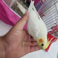 جفت عروس