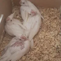 تعدای عروس هلندی آلبینو و لوتینو وفیلی