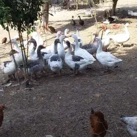 ۷عدد غاز پاک شده