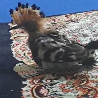 پرنده ۱ماه دستی