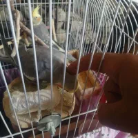 عروس هلندی
