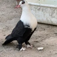 معاوضه کفتر