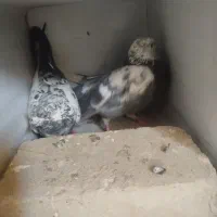 یه جفت نروماده ساعت سنگین معامله با کفتر