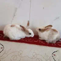 خرگوش