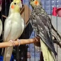 عروس‌هلندی سخنگو چشم شرابی