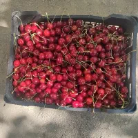 گیلاس درشت تک دانه