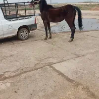 فروش مادیان