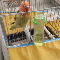 فروش|پرنده|شیراز, قلعه نو|دیوار