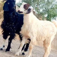 حح دوتا  کهره نر  چاق