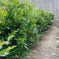 پالم|گل و گیاه طبیعی|املش, |دیوار