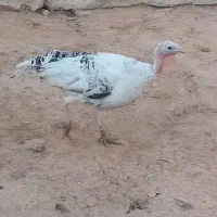 بوقلمون تخم گذار خوب