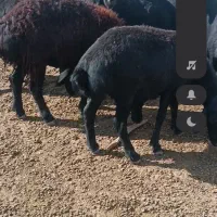 بره ماده قره قزل