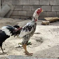تخم لاری