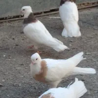 کبوتر طوقی