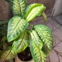 گل دیفن|گل و گیاه طبیعی|نیشابور, سرآب کوشک|دیوار