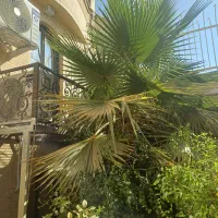 فروش درخت نخل خانگی