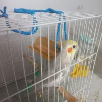 عروس هلندی با قفسش