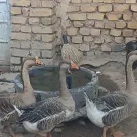 غاز فروشی دوماده و یک نر