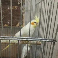 طوطی عروسی هلندی