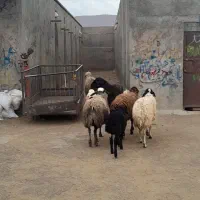 میش بره شال افشار