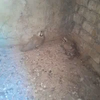 مرغ