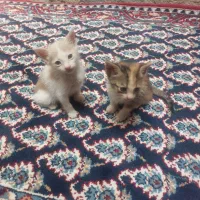 ۲ عدد گربه واگذار میشود