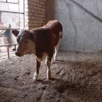 گوساله سیمینتال