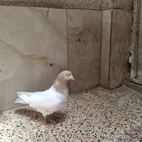 طوقی باش ساری نر