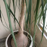 گل لیندا|گل و گیاه طبیعی|تهران, نارمک|دیوار