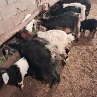 11راس بز شیری جوان