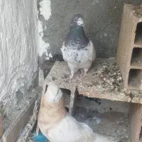 دوتا کلدم سیاه پاکستانی