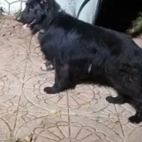 فقط جهت کشش.