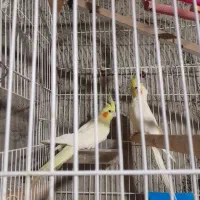 عروس هلندی