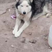 سگ هاسکی